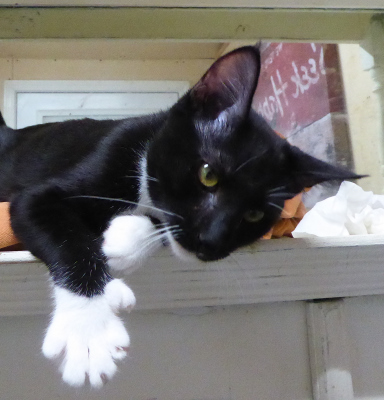 . Fancy Feet .