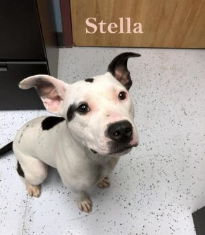 . Stella (YinYang)-P4P dog .
