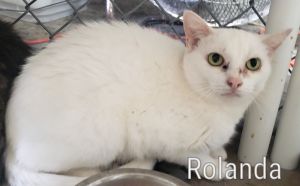 . Rolanda .