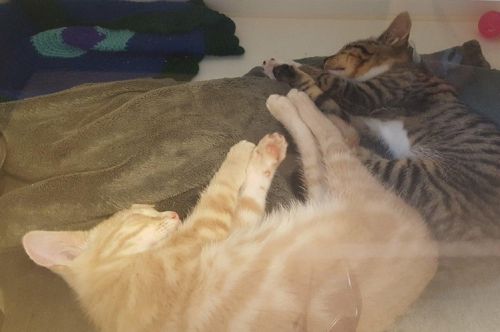 . Kip & Tonka .