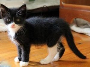 . Oreo .