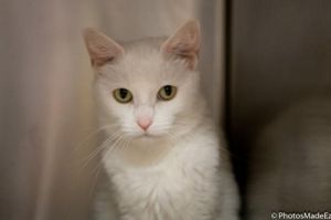 . Miss Meow - fee waived .