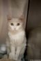 . Miss Meow - fee waived .