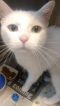 . Miss Meow - fee waived .