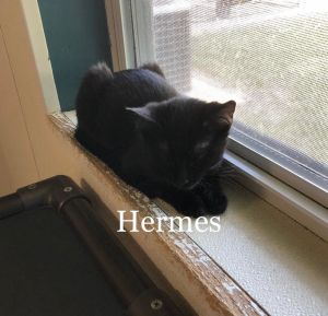 . Hermes .