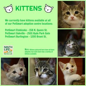 . Kittens .