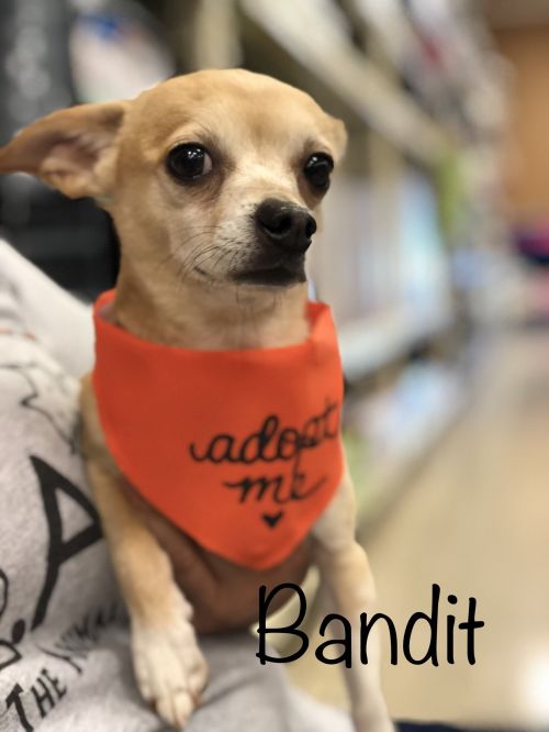 . BANDIT .