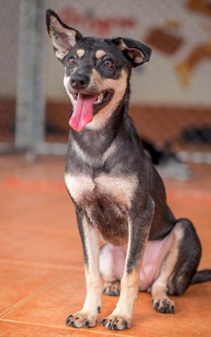 . FOSTER or FOREVER HOME WANTED : Henrietta .
