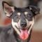 . FOSTER or FOREVER HOME WANTED : Henrietta .