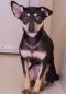 . FOSTER or FOREVER HOME WANTED : Henrietta .
