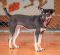 . FOSTER or FOREVER HOME WANTED : Henrietta .