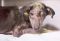 . FOSTER or FOREVER HOME WANTED : Henrietta .