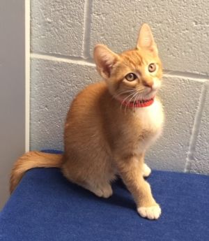 . Milo .