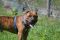 . Tony - Take My Lead Dog .