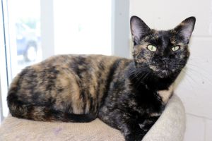 . Dottie .