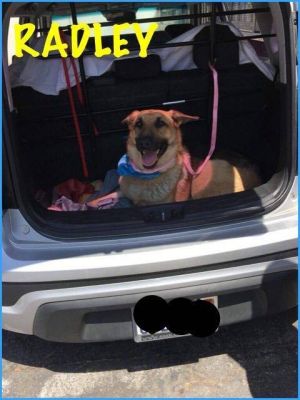 . Radley .