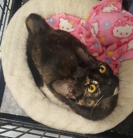 . Delilah .