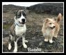 . Bandit #2 (arriving from Nunavut on August 8, 2018) .