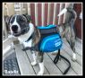 . Bandit #2 (arriving from Nunavut on August 8, 2018) .