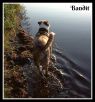 . Bandit #2 .