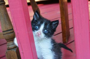 . Tuxie .