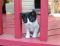. Tuxie .