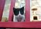 . Tuxie .
