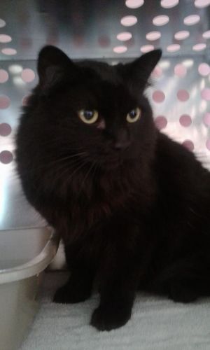 . Shadow-Cat .