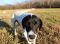 . ROSS (Great prospect for medical alert dog) .