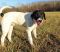 . ROSS (Great prospect for medical alert dog) .