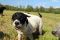 . ROSS (EXTRA GOOD TRACKER) .