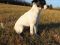 . ROSS (Great prospect for medical alert dog) .