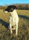 . ROSS (Great prospect for medical alert dog) .