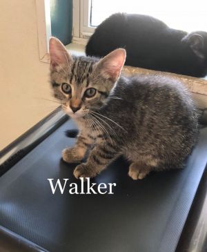 . Walker .