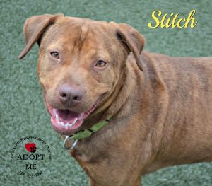 . Stitch .