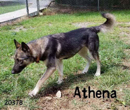 . Athena .