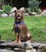 . Rosco .