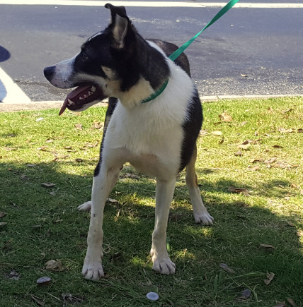 Apollo, Border Collie - 42400056