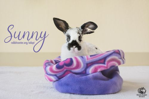 . Sunny .