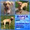 . Roper .