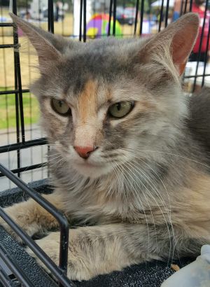 . Guinevere .