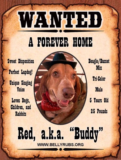 . Red âaka Buddyâ .