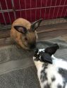 . Buddy and Zoe .