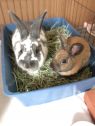 . Buddy and Zoe .