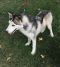 . Sheeba .