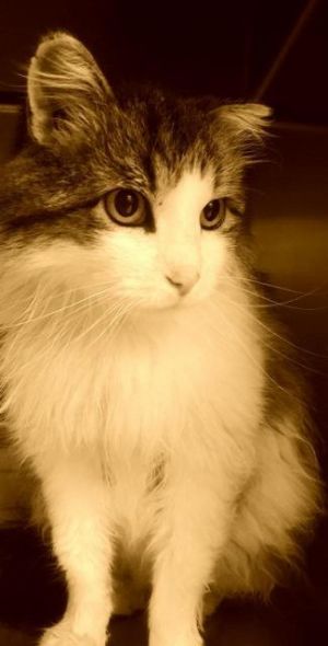 . Jimmy .