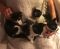 . Berkeley, Becca, Bellamy, Junior .