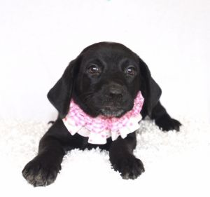 . Reba .