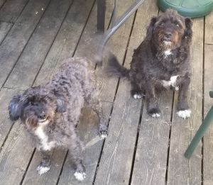 . Jack & Pippy .
