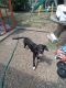 http://photos.petfinder.com/photos/pets/42450457/1/?bust=1534036999&width=60&-pnt.jpg